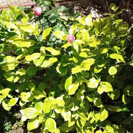 ορεινος παραδεισος * Στεμνίτσα