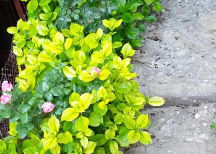 ορεινος παραδεισος Lejlighed *