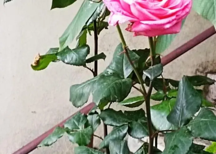 ορεινος παραδεισος Lejlighed Stemnitsa