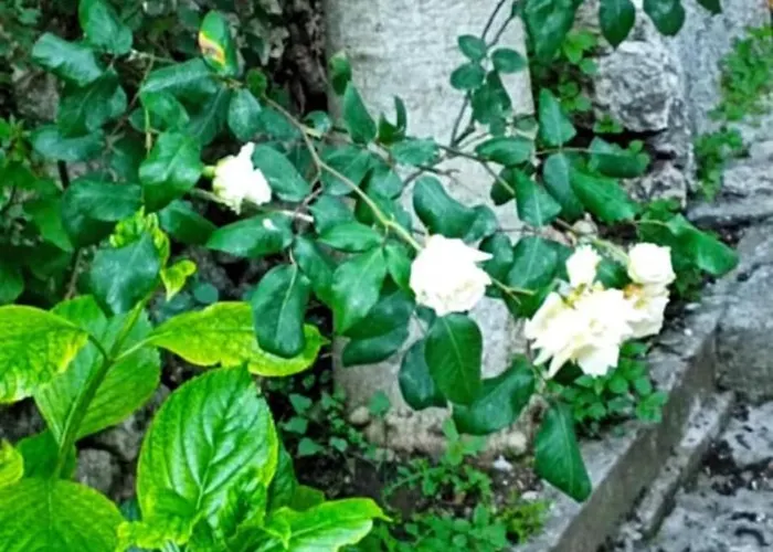 ορεινος παραδεισος *