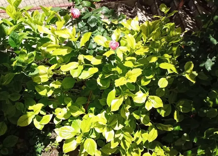 ορεινος παραδεισος * Stemnitsa