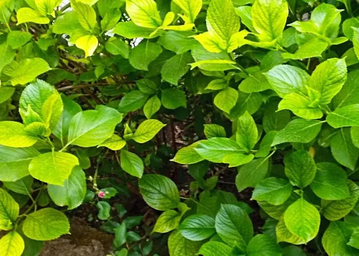 ορεινος παραδεισος *